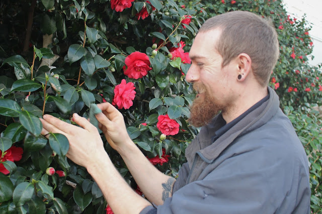 A member of staff cleans a camellia at Chiswick House A member of staff cleans a camellia at Chiswick House