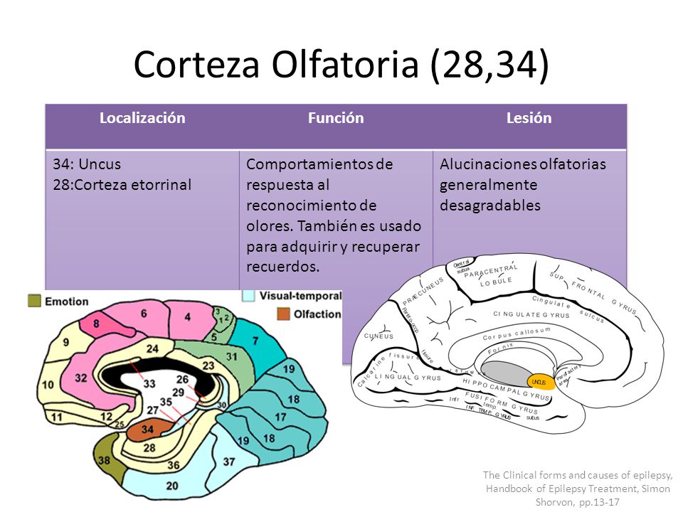 CORTEZA OLFATORIA PRIMARIA PDF