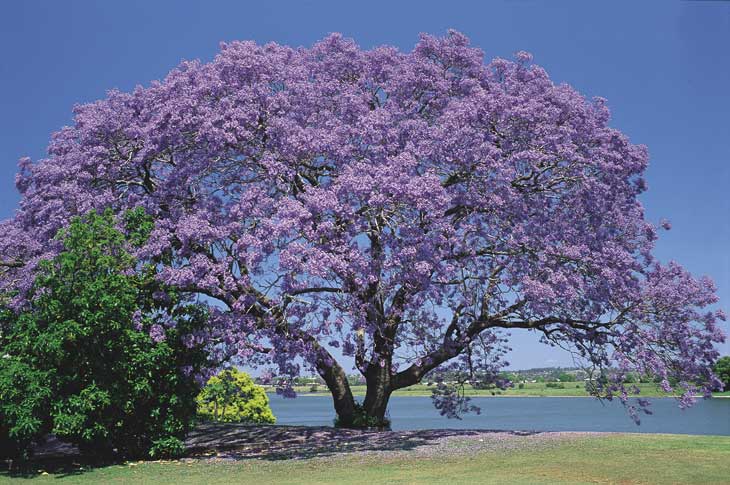 Meu Pomar: O Jacarandá