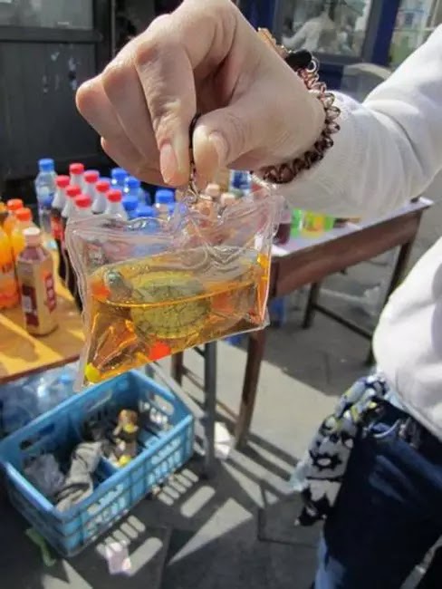 Animals Trapped Alive In Keychains Are Sold For $1.50 In China