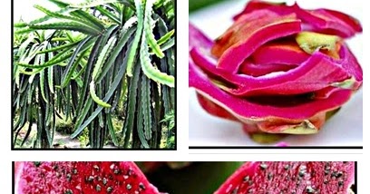 Image Result For Manfaat Buah Naga Dalam Bahasa Inggris Image Result For Manfaat Buah Naga Dalam Bahasa Inggris