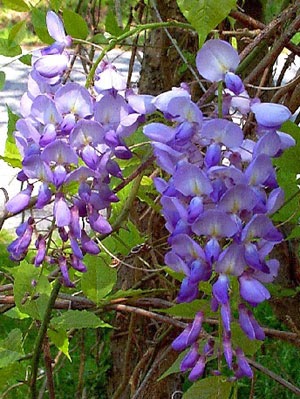 Mor salkim Sarmasigi (wisteria chinensis) Sarılıcı ve Tırmanıcı bitkiler - Sarmaşık Türleri