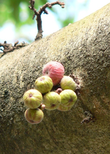 Beberapa Tumbuhan yang Bisa dimakan Saat Di Hutan - Catatan Harian Keong