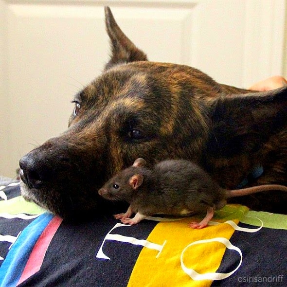 White Wolf This Rescued Pet Rat And Dog Are The Best Buddies Ever
