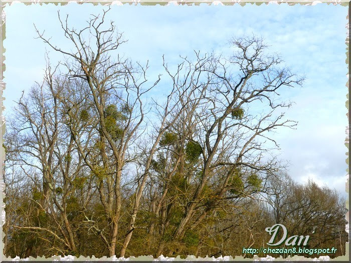 Chez Dan* Le gui accroché aux