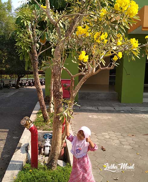 Di Bawah Naungan Sakura Lokal Berwarna Kuning Bulir Jeruk