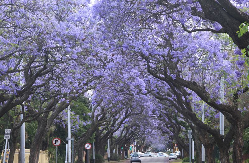 Jacaranda Tree, Pretoria in South Africa