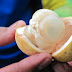 Apasih Perbedaan Antara Buah Duku, Langsat dan Kokosan?