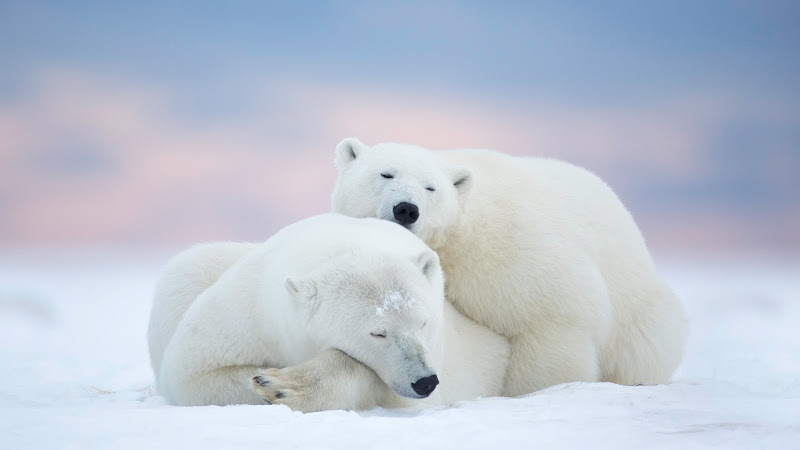 Wild Polar Bears in Alaska