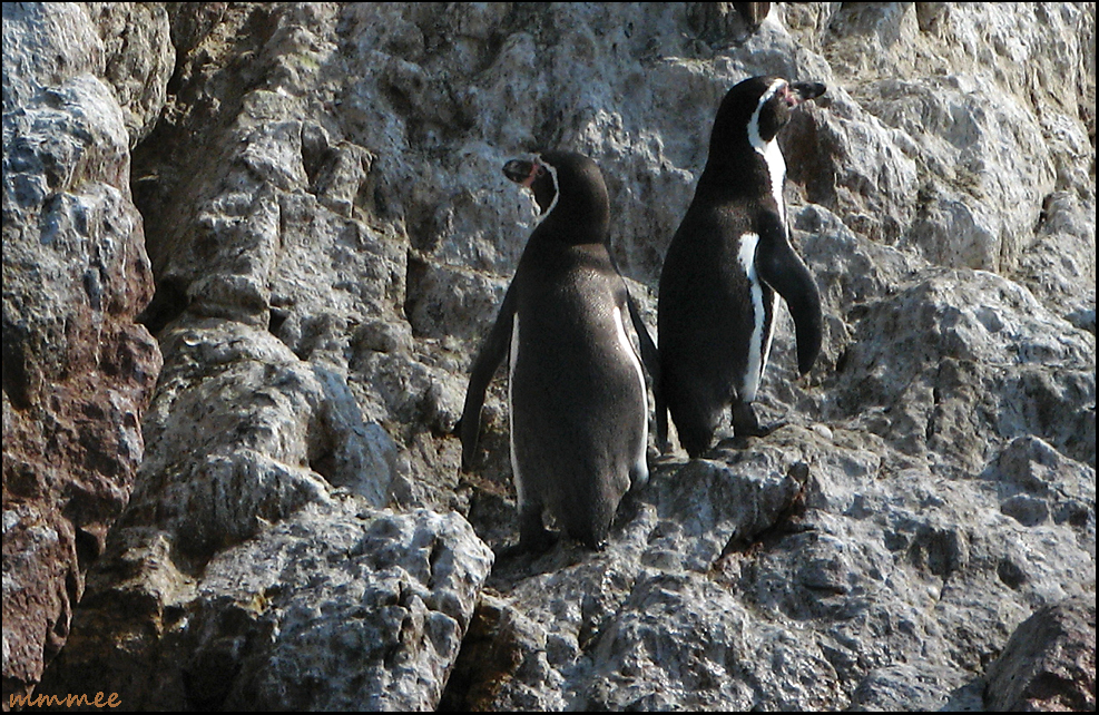 My Garden: Endangered Species - Galapagos Penguins