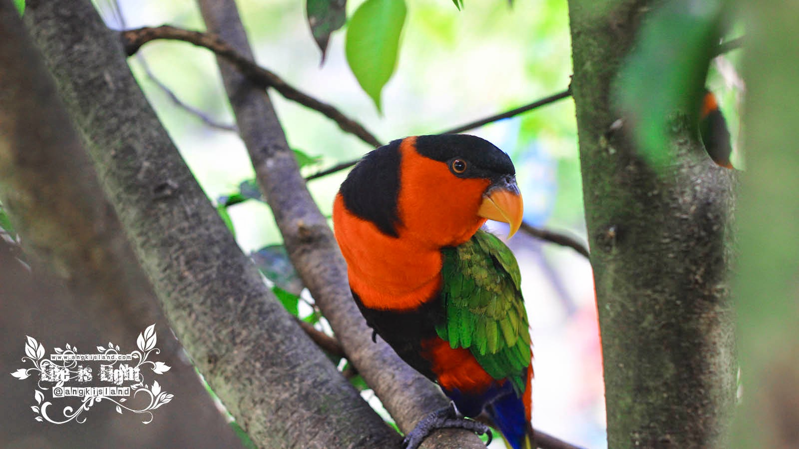 burung Gembiraloka Beo Gembiraloka