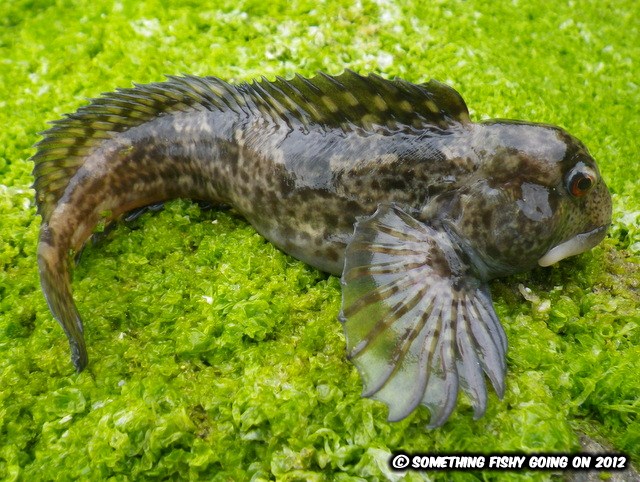 something fishy going on most wanted blennies galore