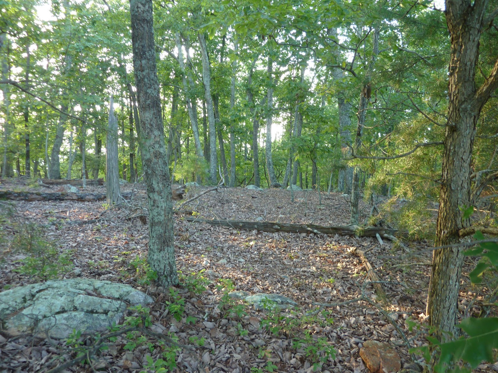 Everything Real Estate in Davidson County