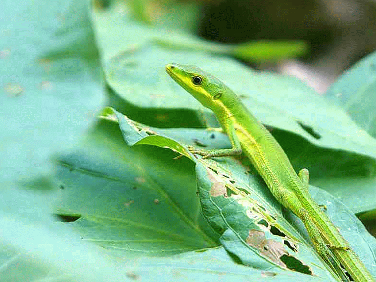 green lizard,GIF, vegetation