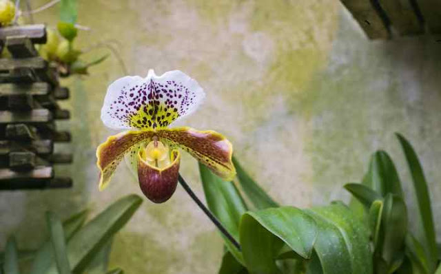 Manchas nas folhas das orquídeas Manchas nas folhas das orquídeas