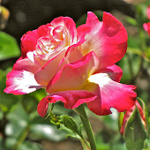 A Fuller Garden Rose