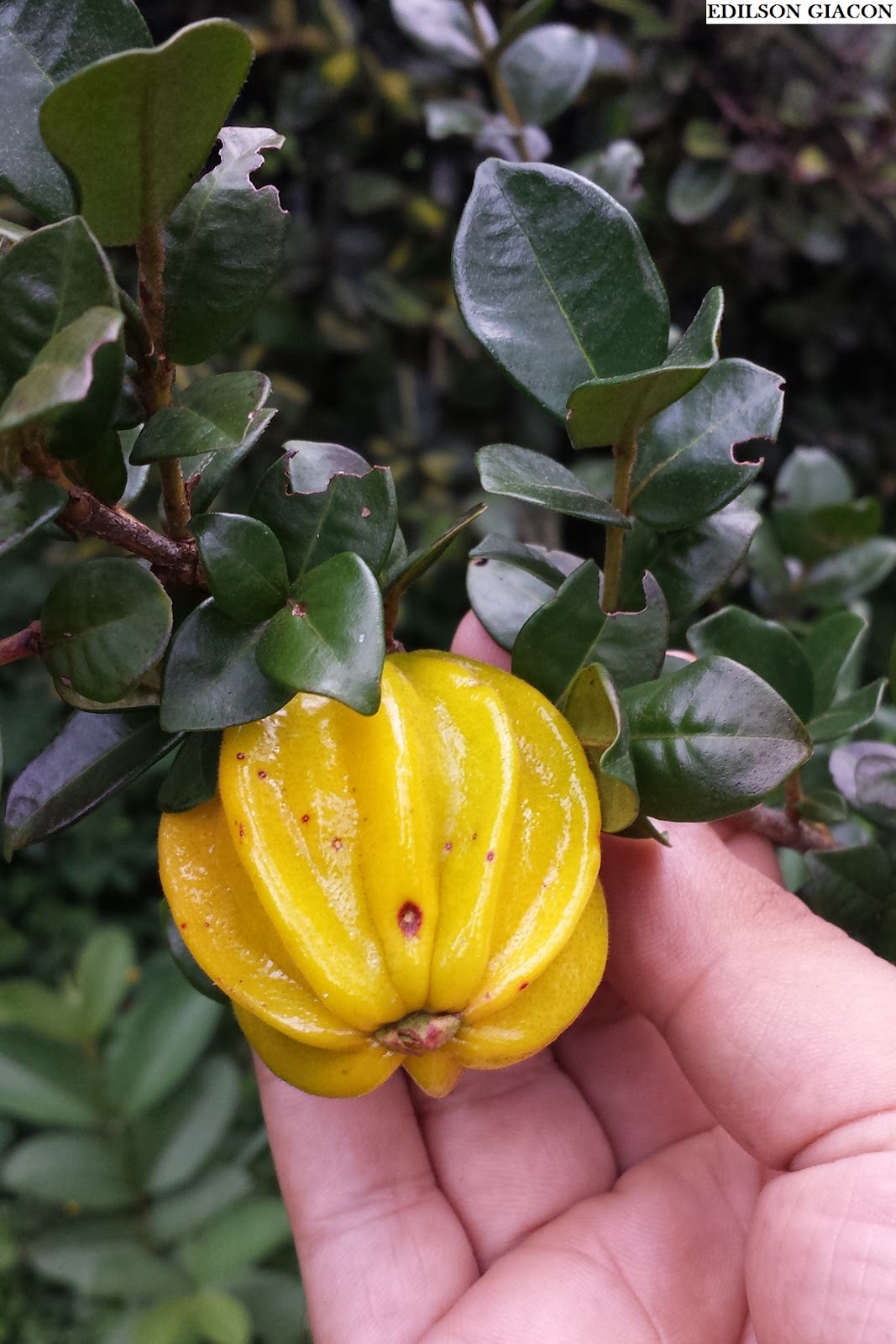 Viveiro Ciprest Plantas Nativas e Exóticas Pitanga Amarela Gigante ou Pitangatuba ( Eugenia