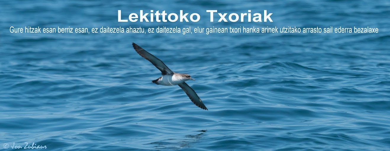 Lekittoko Txoriak