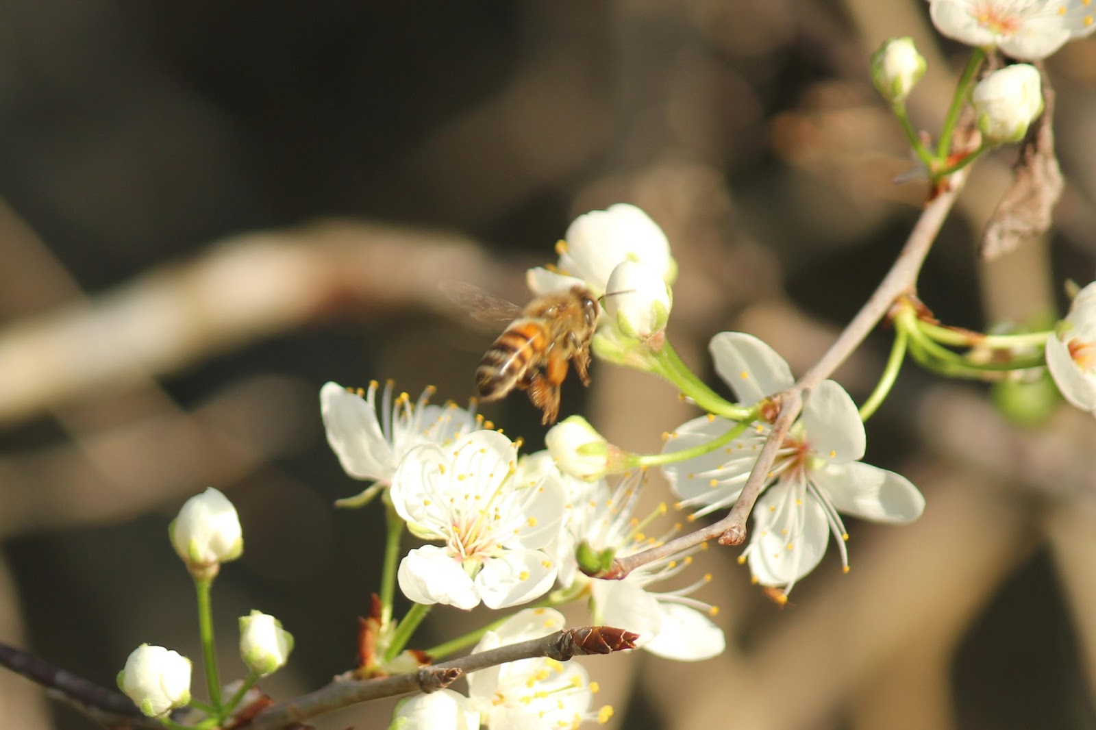 Along the Geronimo Creek Honey Producing Plants in