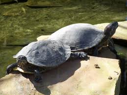 Zoo Animals - Turtle
