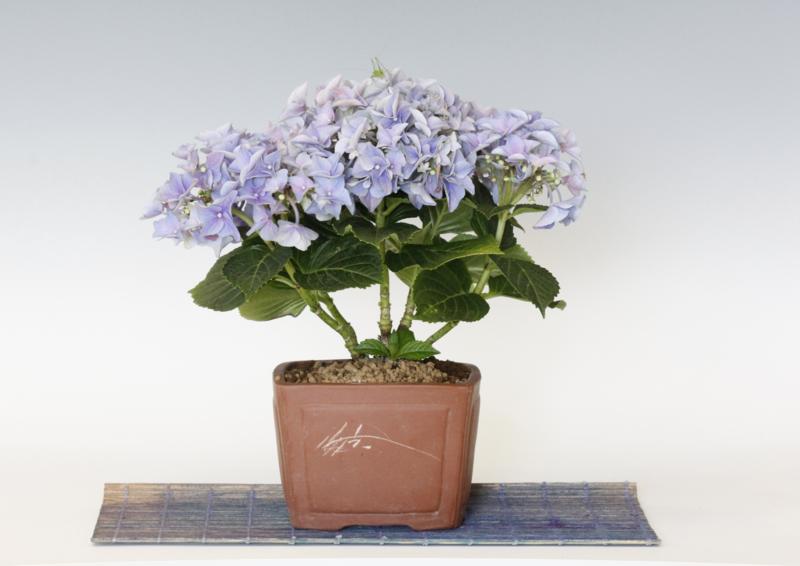 Kusamono bonsái HORTENSIA