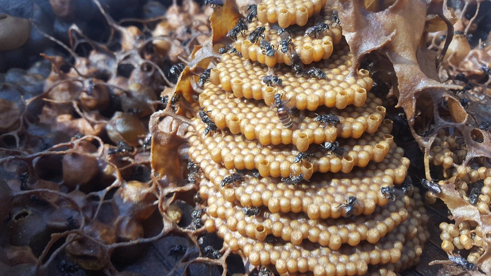 Estas abejas construye sus colmenas en espiral, y nadie parece saber por qué