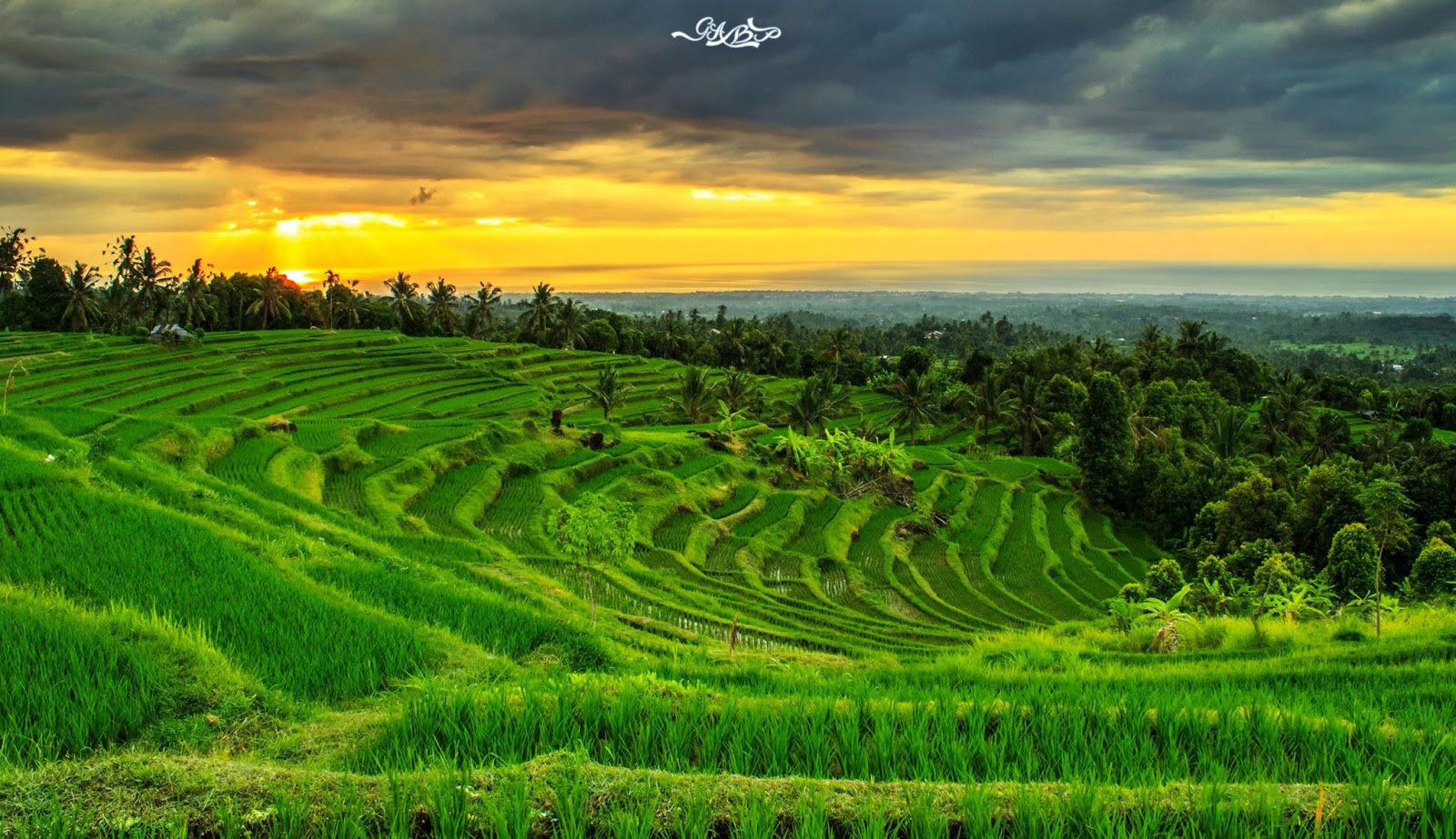 Wallpaper Pemandangan Sawah  Dan Gunung Stok Wallpaper