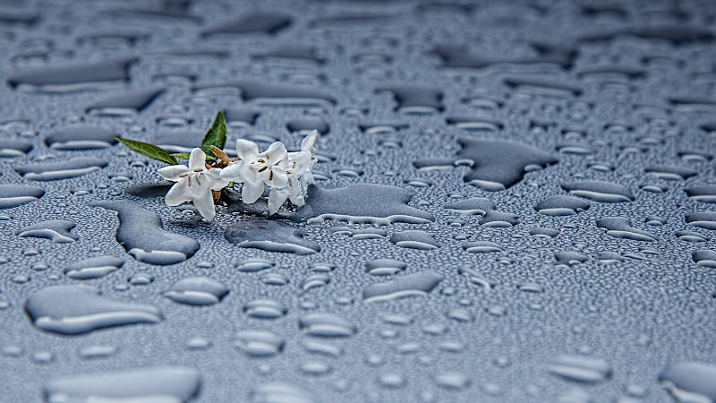 Rain Drops and White Flowers