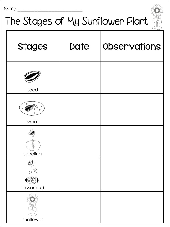 First Grade Fanatics: Plant Life Cycles