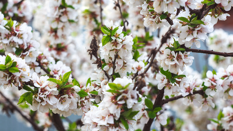 Cherry Blossom 2015