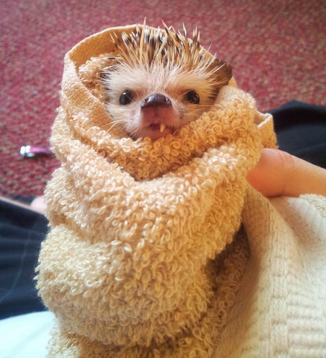 Funny animals of the week - 9 May 2014 (40 pics), cute animals, animal photos, hedgehog with one tooth