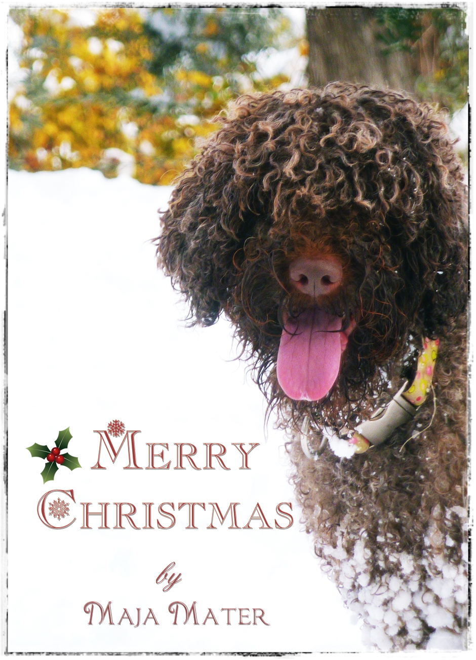 Lagotto Romagnolo e tartufi : Maja Mater: Tanti Auguri di Buone Feste!