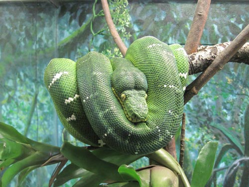 Emerald Tree Boa Emerald Tree Boa