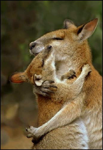 kangaroo+health+hug.jpg