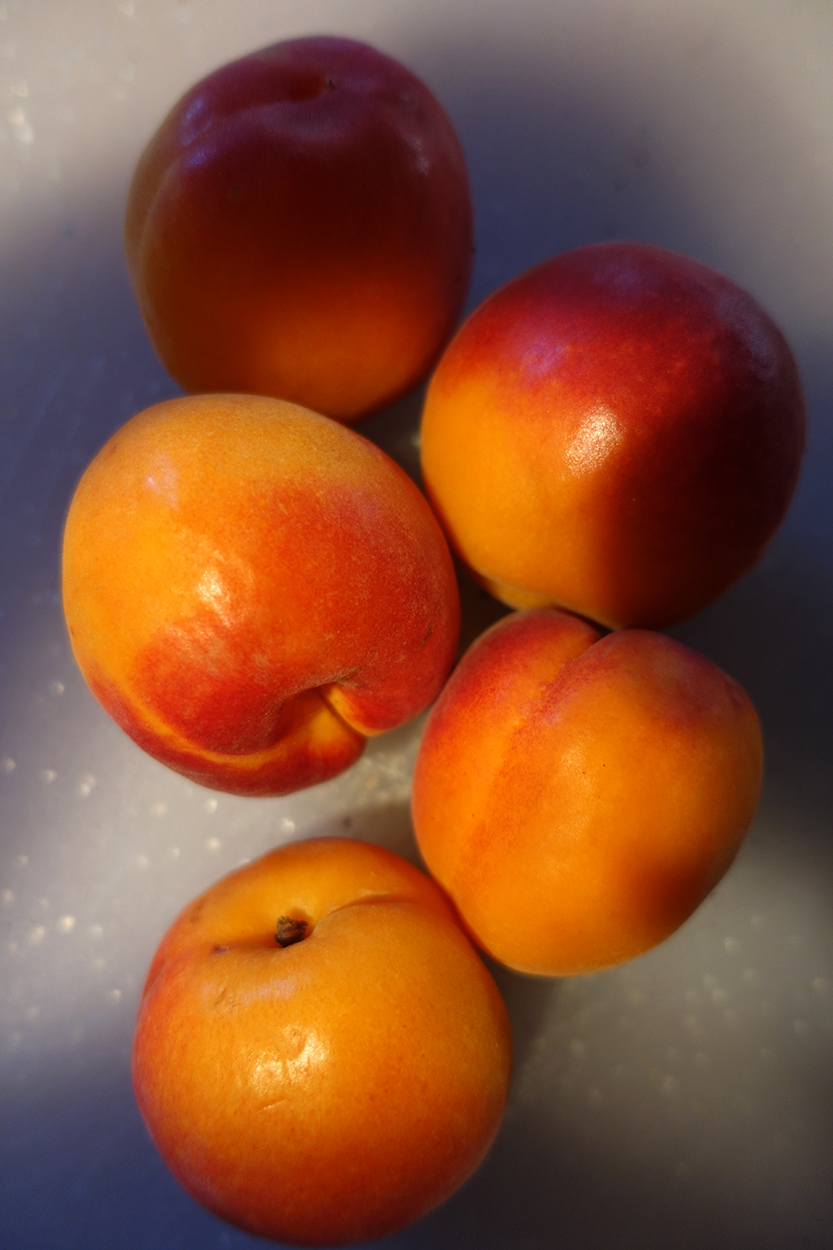 forms traced by light apricot season