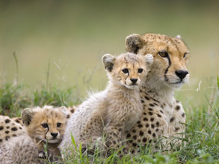 All About Animal Wildlife: Cheetah Cool HD Wallpapers 2012