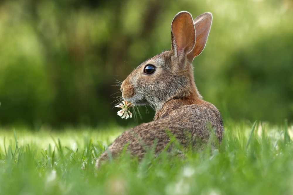 rabbit images