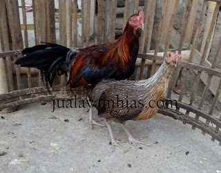 Galeri Foto Ayam Phoenix Terbaru 6 Galeri Foto Ayam Phoenix Terbaru Jual Ayam Hias Ayam Phoenix Usia 5 Bulan