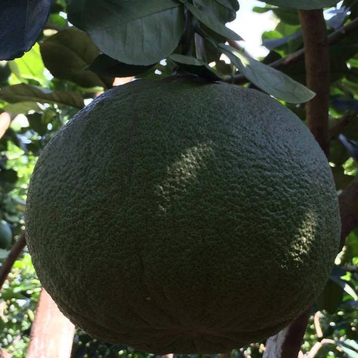 bưởi da xanh có chất gây ung thư