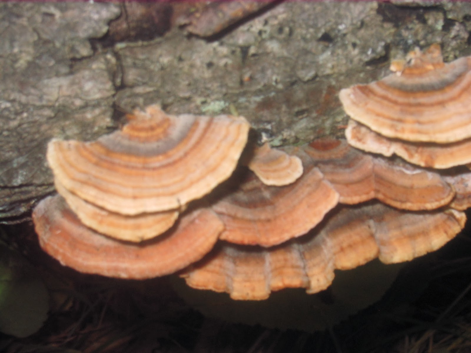 Duluth Minnesota Mushroom Hunting