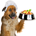 Dog Food | Organic VS Non-Organic