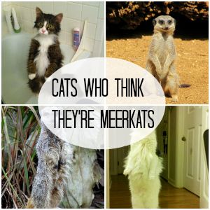 Cats who think they are Meerkats Cats who think they are Meerkats