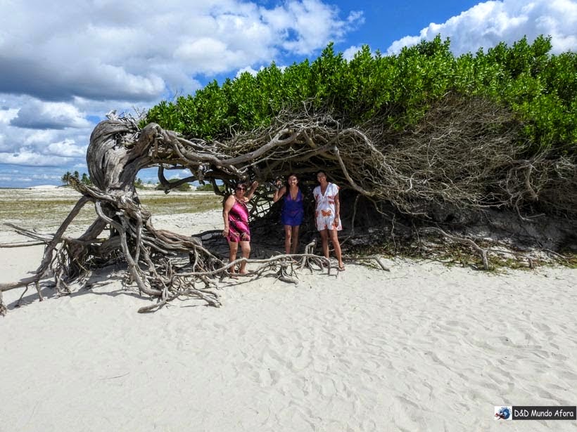 Árvore da Preguiça - Passeio de um dia em Jericoacoara - o que fazer e como chegar Árvore da Preguiça - Passeio de um dia em Jericoacoara - o que fazer e como chegar