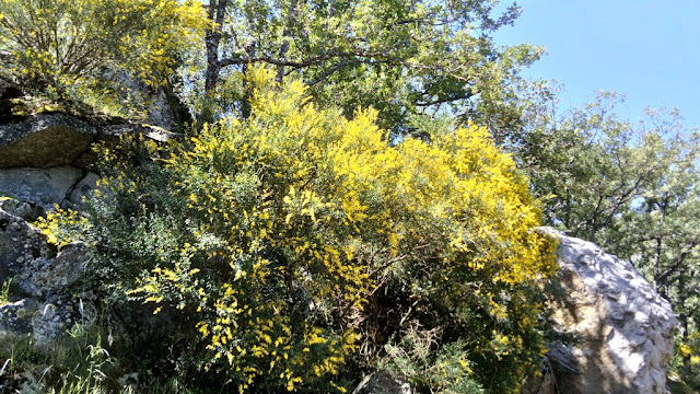 Retama amarilla (Retama sphaerocarpa (L.) Boiss.).