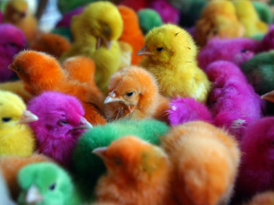 Coloured Chickens