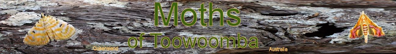 Moths of Toowoomba