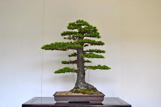 Formal upright Bonsai style Chokkan