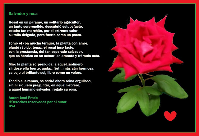 Poemas de amor para ti: Salvador y rosa