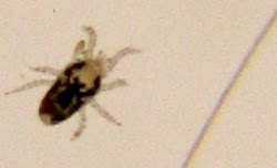 mites bird mite bugs bug skin household collembola common identify nest hair human birds rodent hummingbird nests infest called hummingbirds