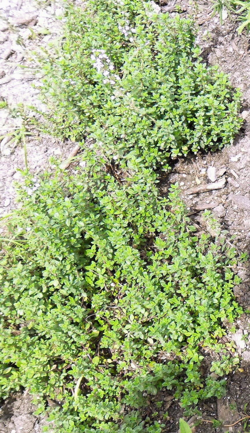 lemon thyme bar lemon thyme bar
